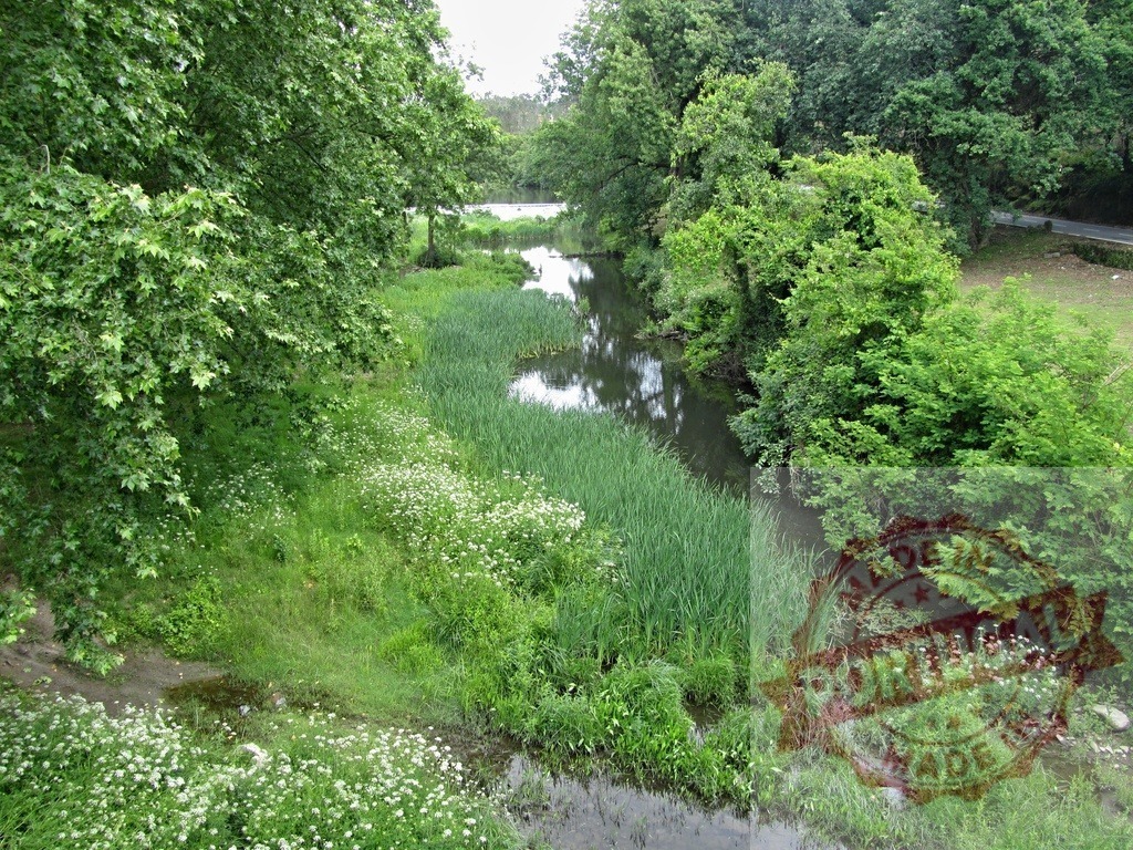 Winding river flowing through vibrant green natural landscape. Region Norte - Portugal | River gently flowing through lush marshland with trees and white wildflowers - Realized with Pictrs.com