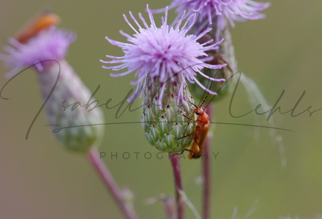 018_Blume | i-n-photography - Realisiert mit Pictrs.com
