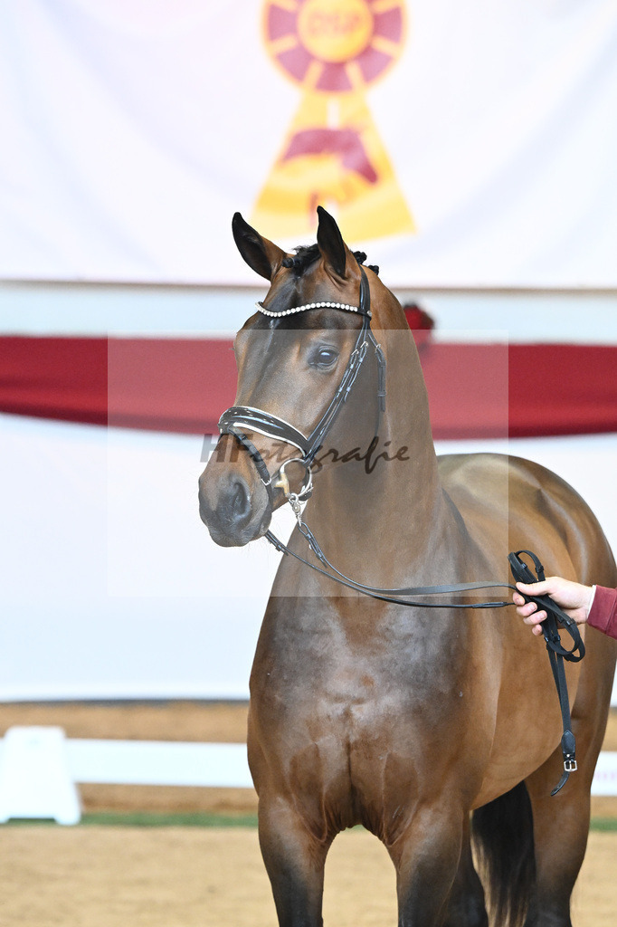 Kat-Nr. 55 Va Bene x Goldberg_Kuntz_43230546 | hf-fotografie - Realisiert mit Pictrs.com