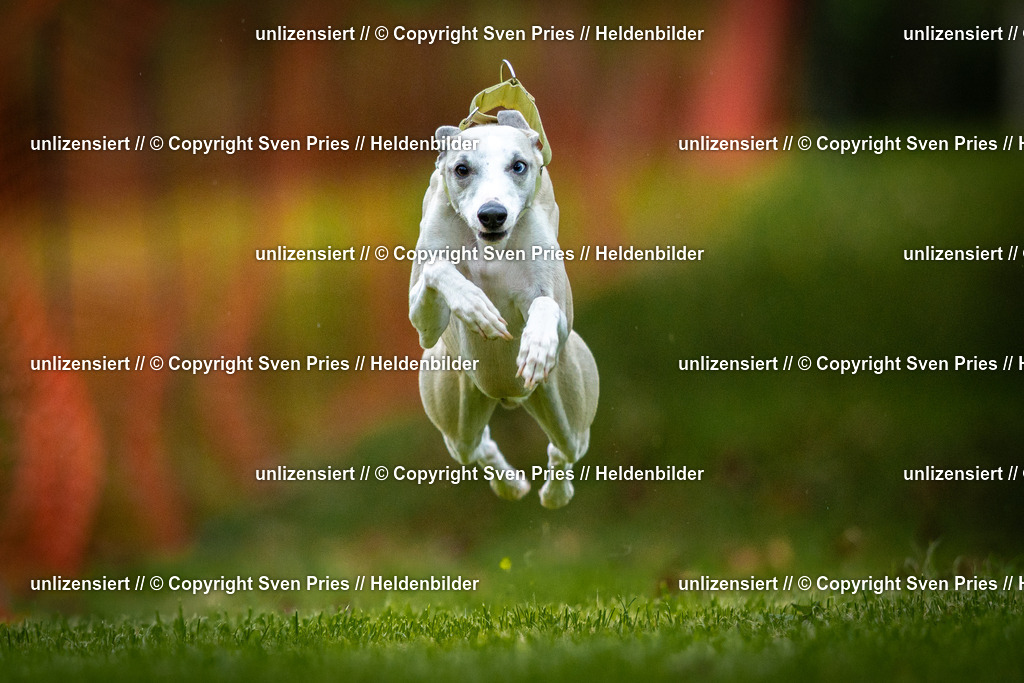 Sven Pries | 2025-09-21 - Hunderennen Baden-Oos - Realisiert mit Pictrs.com