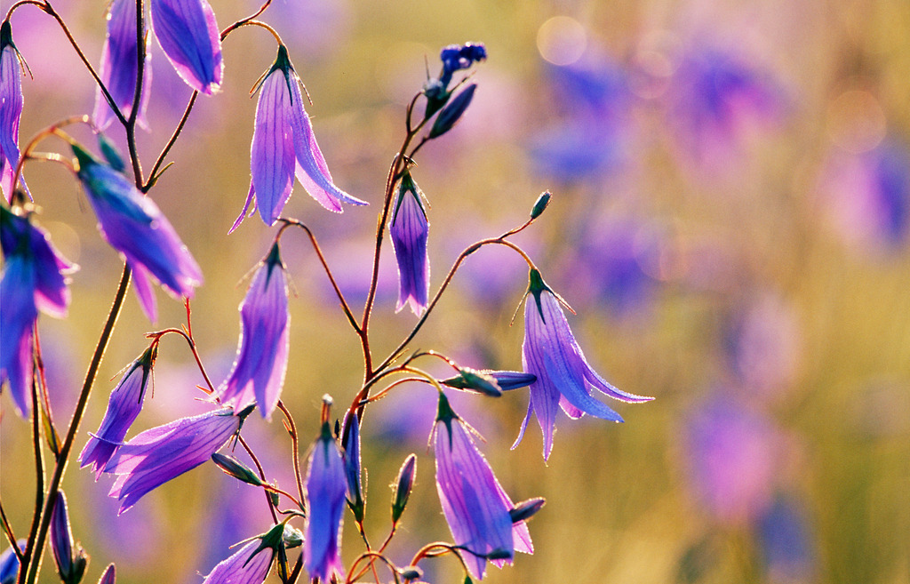 Glockenblumen in der Wiese | Heiligenkreuz, Austria - May 11, 2009: Glockenblumen in der Wiese. - Realisiert mit Pictrs.com