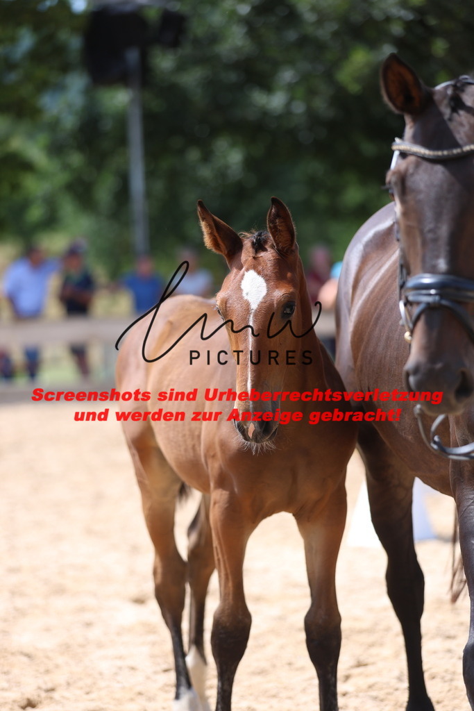 Fohlenschau_Schwäbisch_Hall_springbetonte_Fohlen_KN 39_13 | lmwpictures - Realisiert mit Pictrs.com