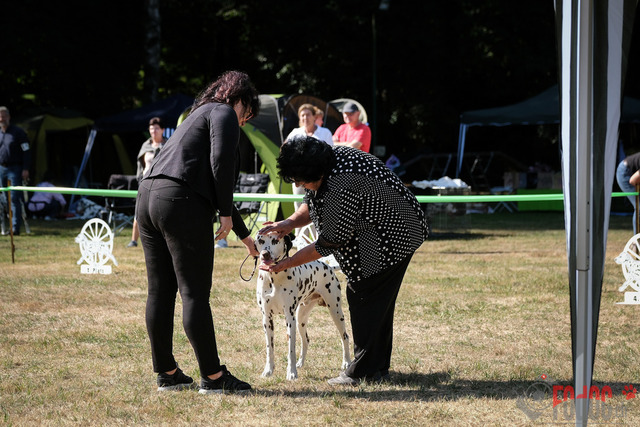 Dalmatiner DZGD CDF in Hilden | Dalmatiner, Regionalgruppenausstellung DZGD / CDF) in Hilden. Richterin Margrit Martegani.  in Hilden  04.09.2022 Foto: Leo Wyden