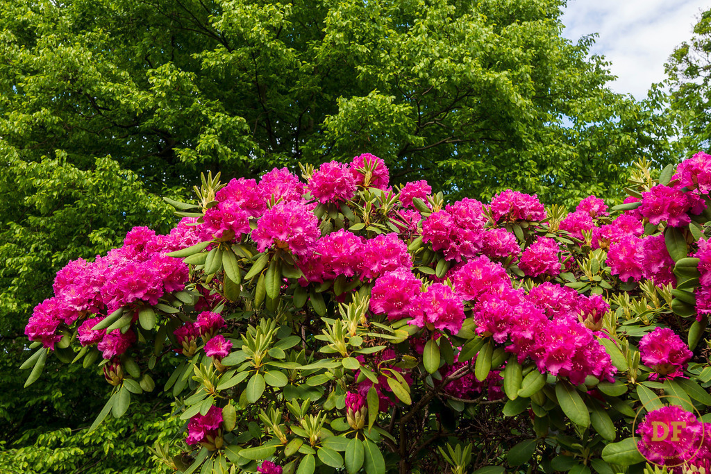 20250511-_1DS0553 | Geschenke, Wandbilder und Accessoires mit Motiven aus Dresden und anderen schönen Orten zur Verschönerung Deines zu Hauses und zum verschenken gewünscht? Wähle Deine Lieblingsbild auf dem Produkt Deiner Wahl. 