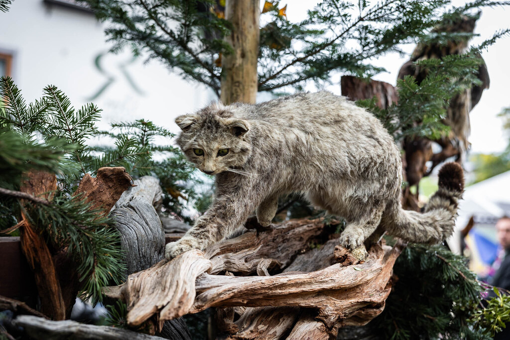 Rupertifest_Flachau_2k25_Webauflösung-372 | Bildershop Chri Fischbacher - Realisiert mit Pictrs.com