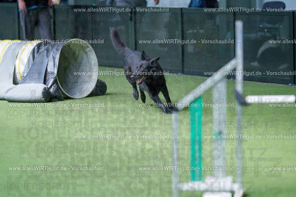 @allesWIRTHgut_Tierfotografie - www.allesWIRTHgut.de - 2604251345-7R503961 | Professionelle Tierfotografie in Mönchengladbach von Daniel Wirth (allesWIRTHgut). Liebevolle & natürliche Bilder von Hunden & Katzen für unvergessliche Erinnerungen.