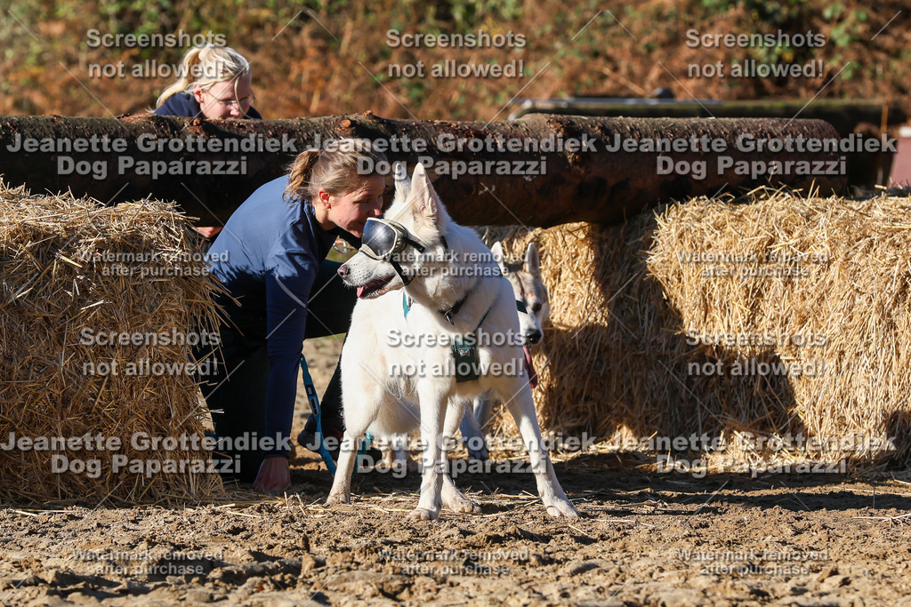 Dog Paparazzi - Strongdog 10-25-1680 | Dog Paparazzi Jeanette Grottendiek Fotografie & Videografie - Realisiert mit Pictrs.com