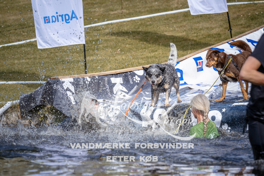_ZZ906310903 | kk-dogfotos