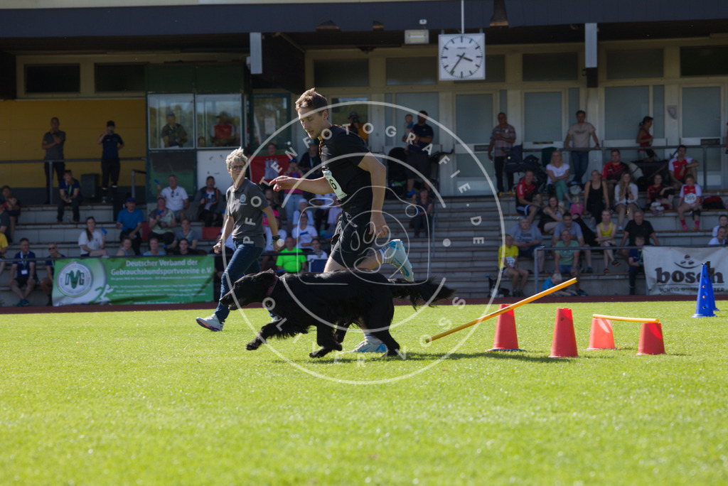 0L8A7997 | Hundefotografie, Tierfotograf, Pfotenfotografie, Fotoshooting Hund, Hunde Portrait, Hundesport, Hundeportraits, Heideshooting, Hunde, Sportfotograf, Hundefotograf, Turnierhundsport, THS,  - Realisiert mit Pictrs.com