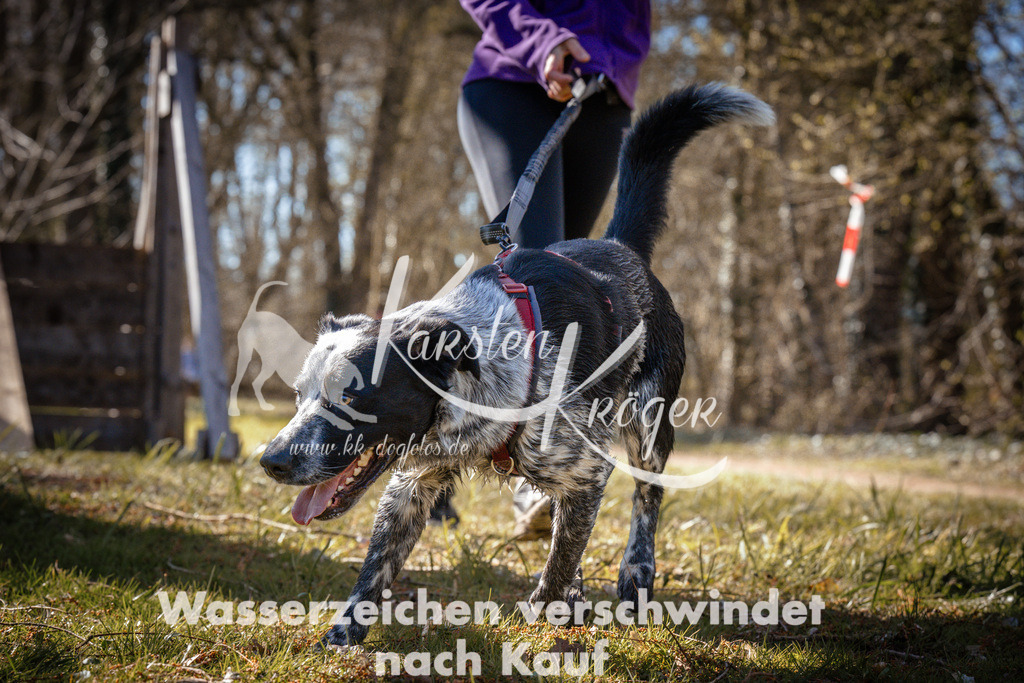 0920_ZZ94893 | kk-dogfotos