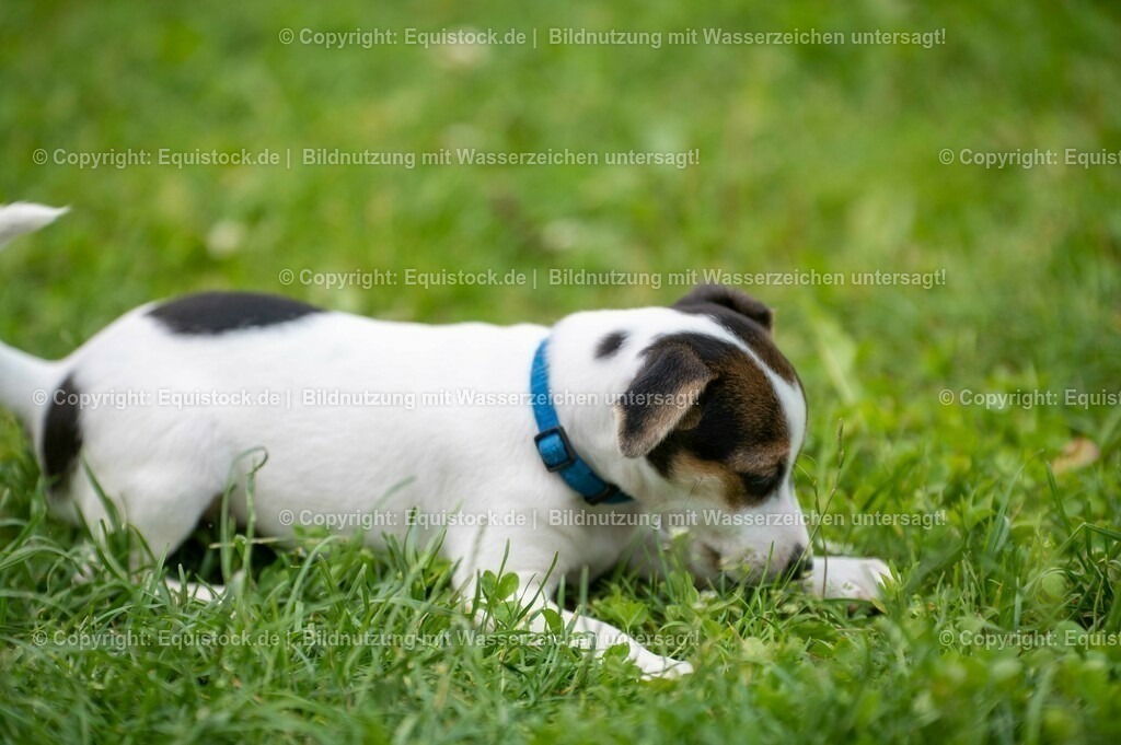 20210719_Welpen_0013 | equistock