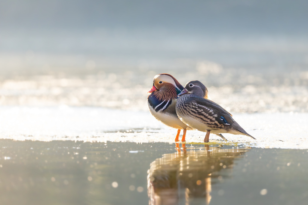 Die Mandarinente | Die Mandarinente ist eine Art aus der Familie der Entenvögel, die ursprünglich in Ostasien beheimatet ist. Ihr natürliches Verbreitungsgebiet erstreckt sich über Teile Nordostchinas, das Amurgebiet und Japan.
In Europa ist die Mandarinente keine einheimische Art. Sie wurde bereits im 18. Jahrhundert als Ziervogel eingeführt und primär in Parkanlagen gehalten. Die heute in vielen europäischen Ländern, darunter Großbritannien, Deutschland und den Niederlanden, freilebenden Populationen gehen auf entflogene Vögel aus Gefangenschaftshaltung zurück. Diese als Neozoen bezeichneten Populationen haben sich erfolgreich etabliert und sind aufgrund ihrer Kälteunempfindlichkeit und Ortstreue vielerorts ganzjährig zu beobachten. - Realisiert mit Pictrs.com