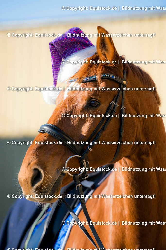 20151206_TOMsPiC_0346 | equistock