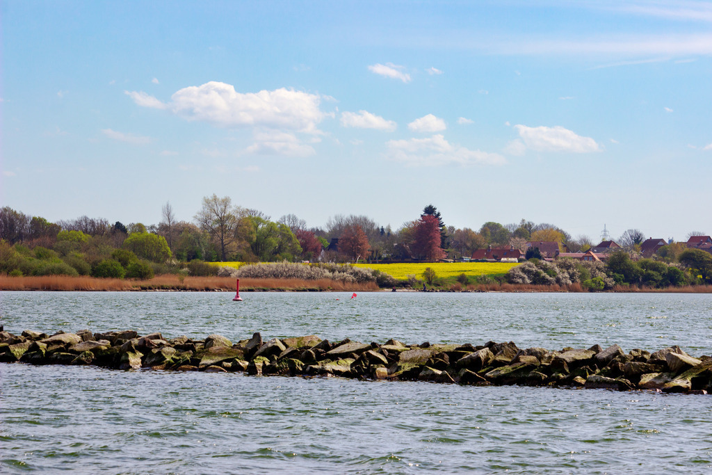 Wandbild: Raps am Schleiufer | Dieses Wandbild im Querformat zeigt ein Rapsfeld in Winnemark am anderen Ufer der Schlei. In die Schlei ragt eine Steinmole. Am blauen Himmel sind nur wenige Wolken zu sehen.  - Realisiert mit Pictrs.com