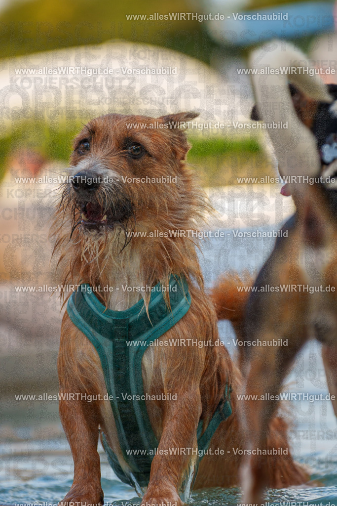 Hundeschwimmen_Grefrath_2026-allesWIRTHgut_Tierfotografie-13_40-7R508482 | Professionelle Tierfotografie in Mönchengladbach von Daniel Wirth (allesWIRTHgut). Liebevolle & natürliche Bilder von Hunden & Katzen für unvergessliche Erinnerungen.