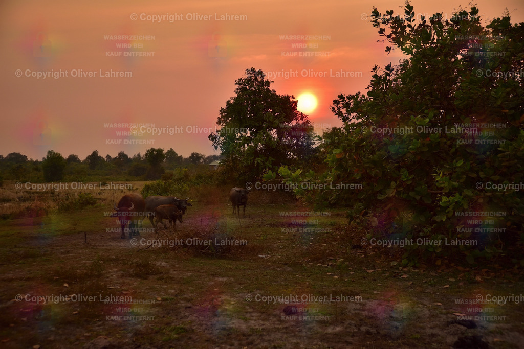 Wasserbüffel im Sonnenuntergang | Die Sonne geht rot im Ländlichen Kambodscha unter , und zwischen Büschen und Wiesen stehen mehrere Wasserbüffel.