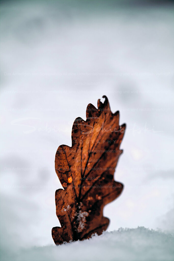 Wandbild Eichenblatt im Schnee | People- und Tierfotografie, Imageaufnahmen, Veranstaltungsfotografie und Wandbilder aus der Natur ★ Made in Germany ✔️ Druck + Downloads ✔️ Naturfotografie in Top Qualität ★ schneller Versand, weltweite Lieferung! - Realisiert mit Pictrs.com