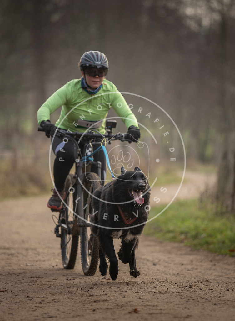 Pfotenfotografie_DV3A1941 | Hundefotografie, Tierfotograf, Pfotenfotografie, Fotoshooting Hund, Hunde Portrait, Hundesport, Hundeportraits, Heideshooting, Hunde, Sportfotograf, Hundefotograf, Turnierhundsport, THS,  - Realisiert mit Pictrs.com