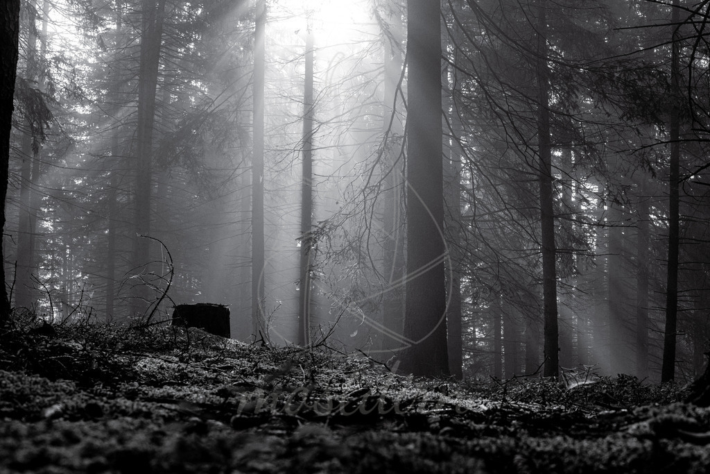Waldspaziergang 2 sw | Bei Veröffentlichung des Bildes ist eine Namensnennung wie folgt erforderlich: 
Foto: Mostdirn Irmgard Wieser - Realisiert mit Pictrs.com