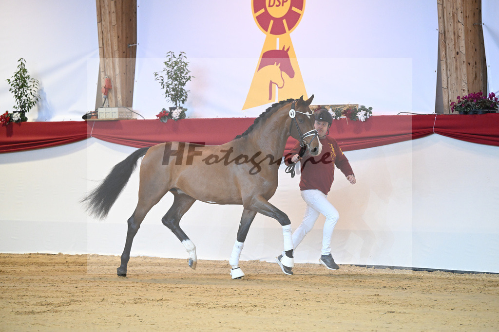 Kat-Nr. 43 Don Schufro_Raumanns_1231277 | hf-fotografie - Realisiert mit Pictrs.com