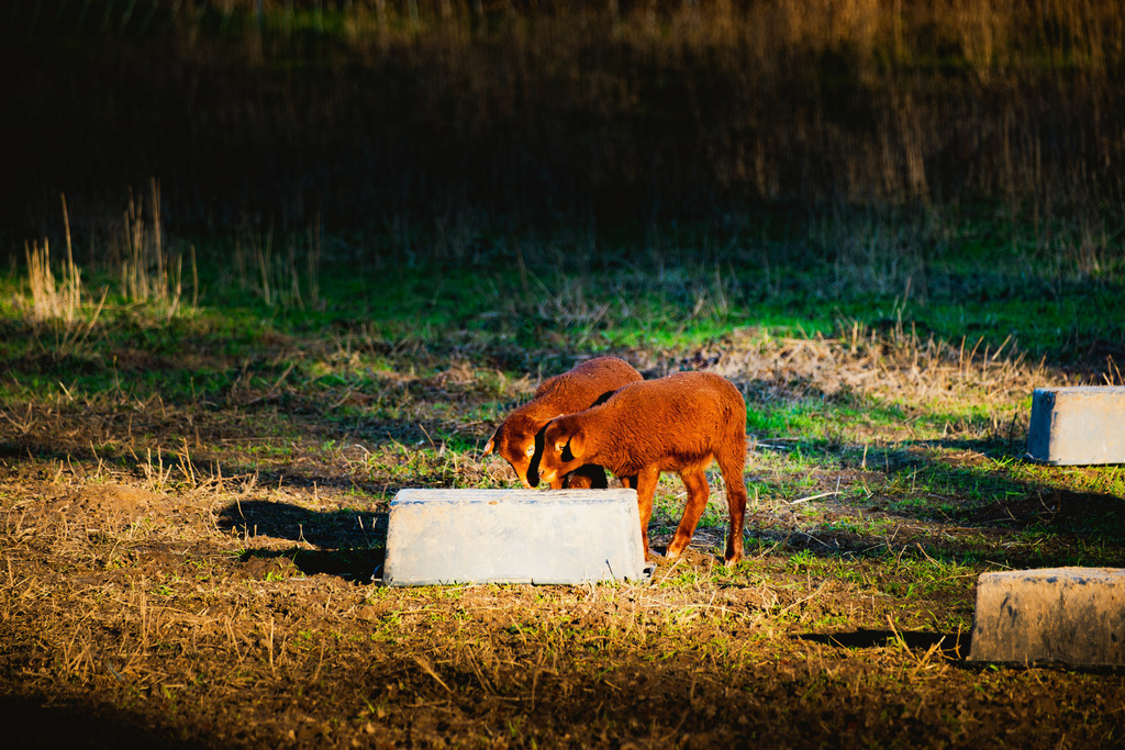 Lämmer #2 | Tier- & Landschaftsfotografie und Porträtshootings. Entdecke einzigartige Fotokunst als Wandbild, Tasse oder Mauspad – mit Leidenschaft fotografiert - Realisiert mit Pictrs.com