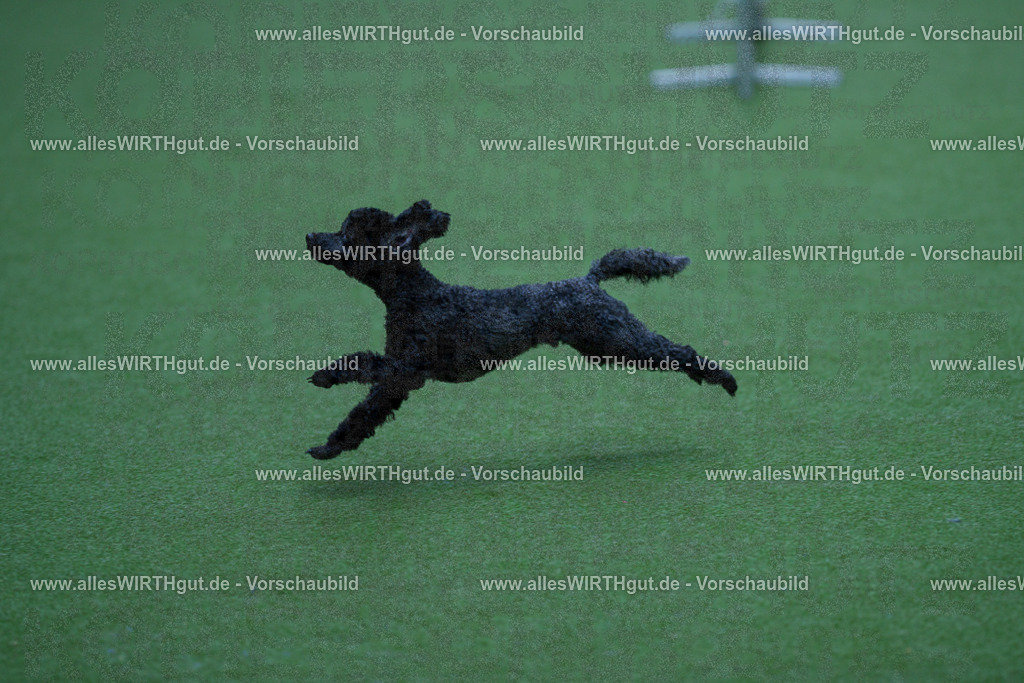@allesWIRTHgut_Tierfotografie - www.allesWIRTHgut.de - 2604261332-7R502107 | Professionelle Tierfotografie in Mönchengladbach von Daniel Wirth (allesWIRTHgut). Liebevolle & natürliche Bilder von Hunden & Katzen für unvergessliche Erinnerungen.
