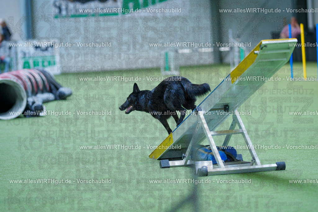 @allesWIRTHgut_Tierfotografie - www.allesWIRTHgut.de - 2604251432-7R504936 | Professionelle Tierfotografie in Mönchengladbach von Daniel Wirth (allesWIRTHgut). Liebevolle & natürliche Bilder von Hunden & Katzen für unvergessliche Erinnerungen.