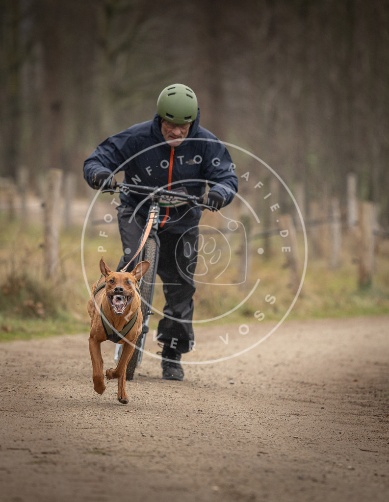 Pfotenfotografie_DV3A2599 | Hundefotografie, Tierfotograf, Pfotenfotografie, Fotoshooting Hund, Hunde Portrait, Hundesport, Hundeportraits, Heideshooting, Hunde, Sportfotograf, Hundefotograf, Turnierhundsport, THS,  - Realisiert mit Pictrs.com