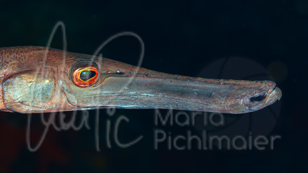 Aulostomus strigosus | Ostatlantische Trompetenfisch - Realisiert mit Pictrs.com