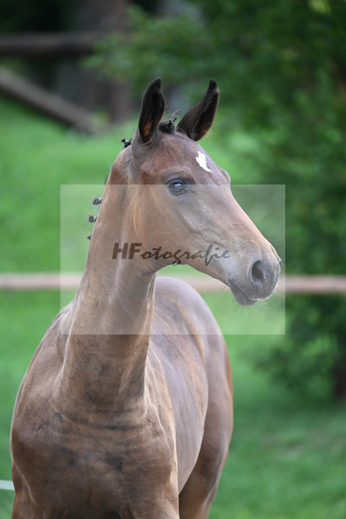 Kat-Nr. 10 HF Bonds_ZG Hoehnl u Prummer_25230146 | hf-fotografie - Realisiert mit Pictrs.com