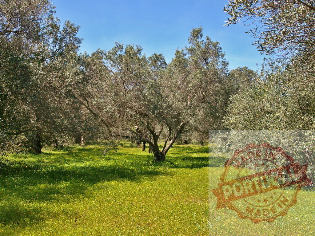 Olive trees growing in a green spring meadow | Olive trees growing in a rural Mediterranean orchard under a blue sky - Realisiert mit Pictrs.com