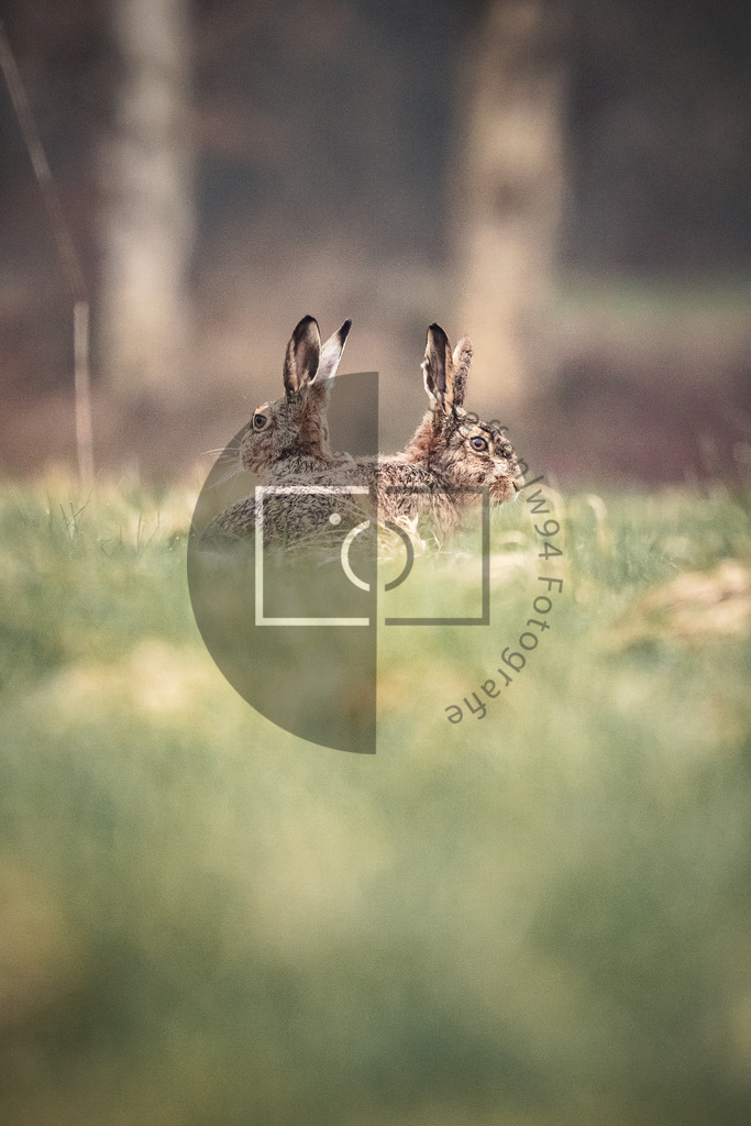 Wildhasen Duo Wandbild | Ich bin Fotograf und auf meiner Webseite hast du die Möglichkeit meine fotografie als Wandbilder druckfertig für dein Zuhause zu bestellten. - Realisiert mit Pictrs.com