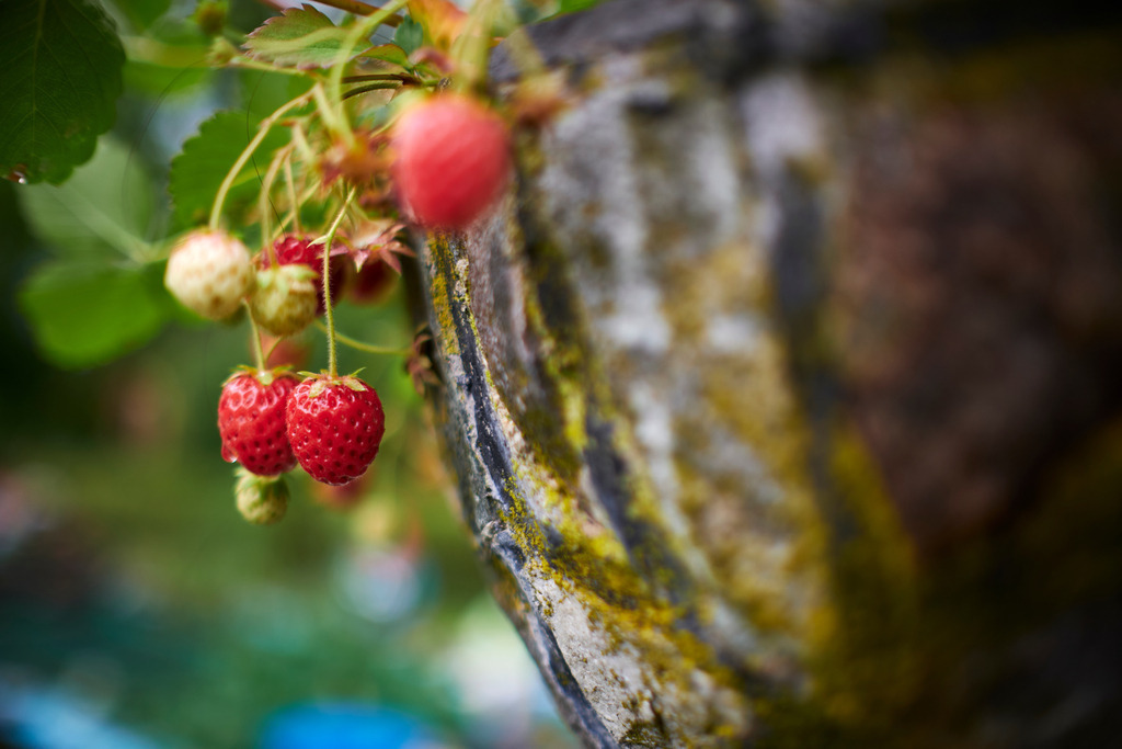 frische rote Erdbeeren in einem steinernen Trog | Burgenland, Austria - June 12, 2020: frische rote Erdbeeren in einem steinernen Trog. - Realisiert mit Pictrs.com