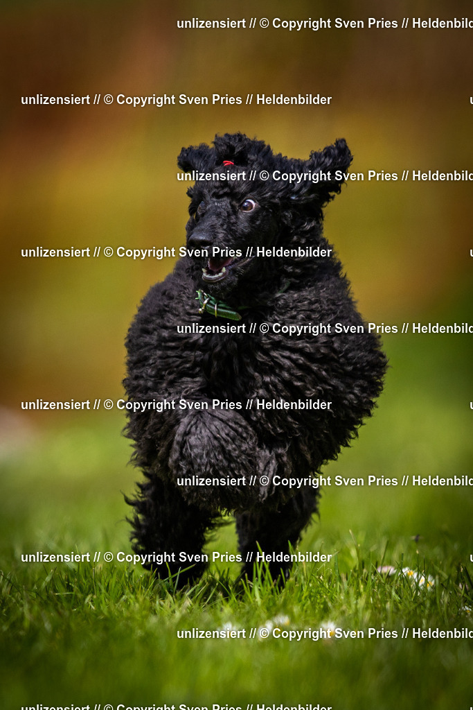 Sven Pries | 2025-04-13 - Hunderennen Baden-Baden - Realisiert mit Pictrs.com