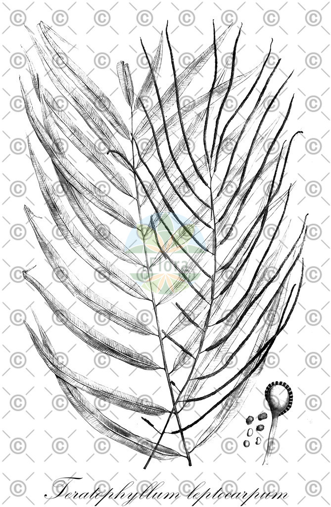 HistAbb_wfo-0000456301_1_ENZY_Simple | Historische Abbildung von Teratophyllum leptocarpum - Dryopteridaceae | Historical Illustration of Teratophyllum leptocarpum - Dryopteridaceae