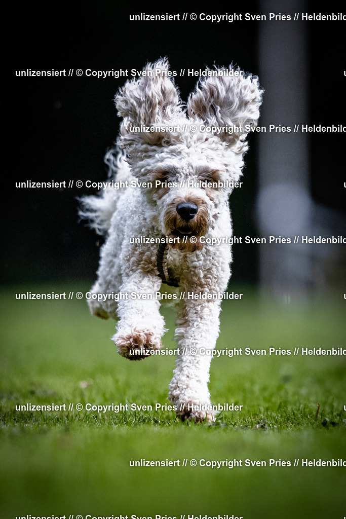 Sven Pries | 2025-10-03 - Hunderennen Obergrombach - Realisiert mit Pictrs.com