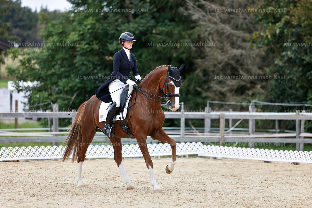 11-201-Dressur S___-StoibPH-933 | working equitationturnier fotograf videograf stoibphotography marixx film working equitation deutschland reitsport turnierfotografie eventfotografie equestrian events
