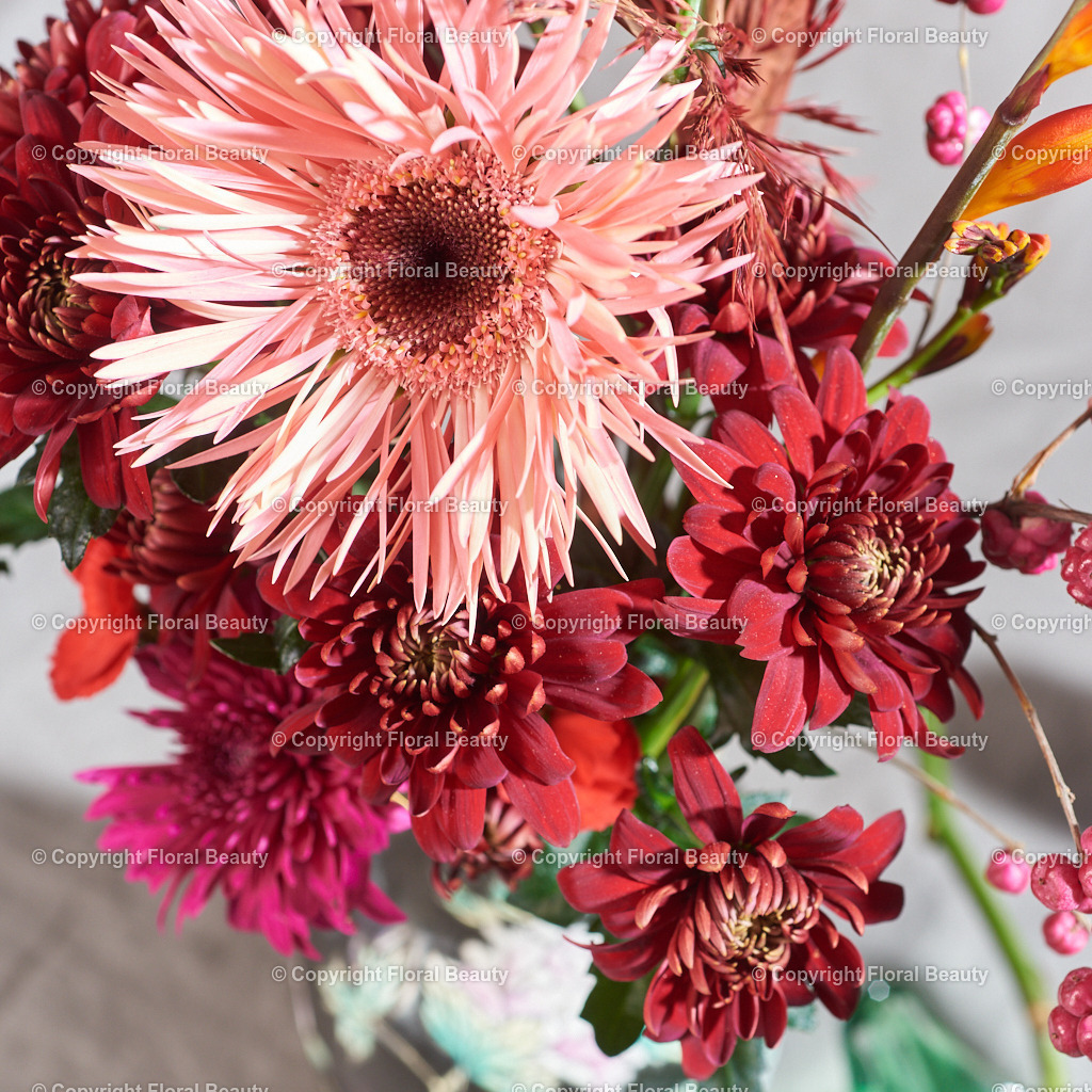 Federchrysantheme in rosa | Rosa Federchrysantheme mit roten Chrysanthemen von oben fotografiert als quadratisches Leinwandbild oder Kunstdruck. - Realisiert mit Pictrs.com