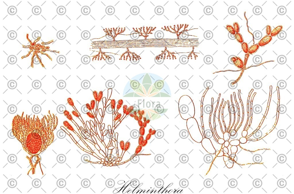 HistAbb_22138_1_FLORAD_SIMPLE | Historische Abbildung von Helminthora - Liagoraceae (0) | Historical Illustration of Helminthora - Liagoraceae (0)