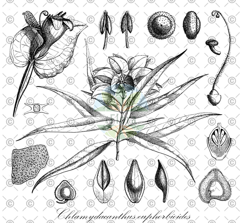 HistAbb_3NG3_1_ENZY_Simple | Historische Abbildung von Chlamydacanthus euphorbioides - Acanthaceae | Historical Illustration of Chlamydacanthus euphorbioides - Acanthaceae