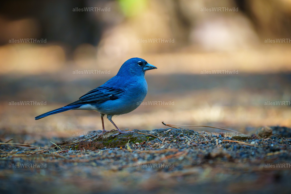 allesWIRTHgut Tierfotografie - allesWIRTHgut.de - 7IV05764 | Entdecke die faszinierende Welt der Natur- und Wildlife-Fotografie von Daniel und Bärbel. Inspirierende Bilder von wilden Tieren und kleinen Naturwundern.