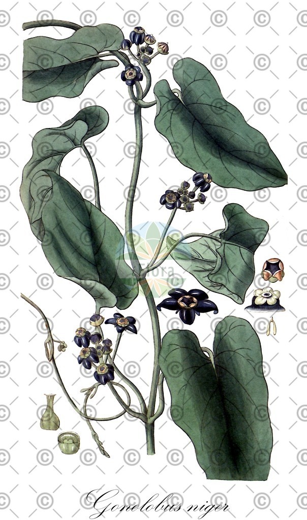 HistAbb_wfo-0000707235_1_ENZY_Simple | Historische Abbildung von Gonolobus niger - Apocynaceae | Historical Illustration of Gonolobus niger - Apocynaceae