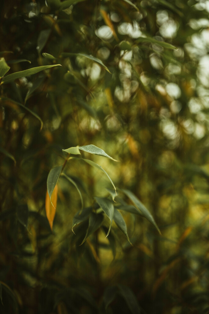 Makro_Nov_2023_26 | Du suchst natürliche und atmosphärische Prints oder Leinwanddrucke? In diesem Shop gibt es alles, nur kein Mainstream. - Realisiert mit Pictrs.com