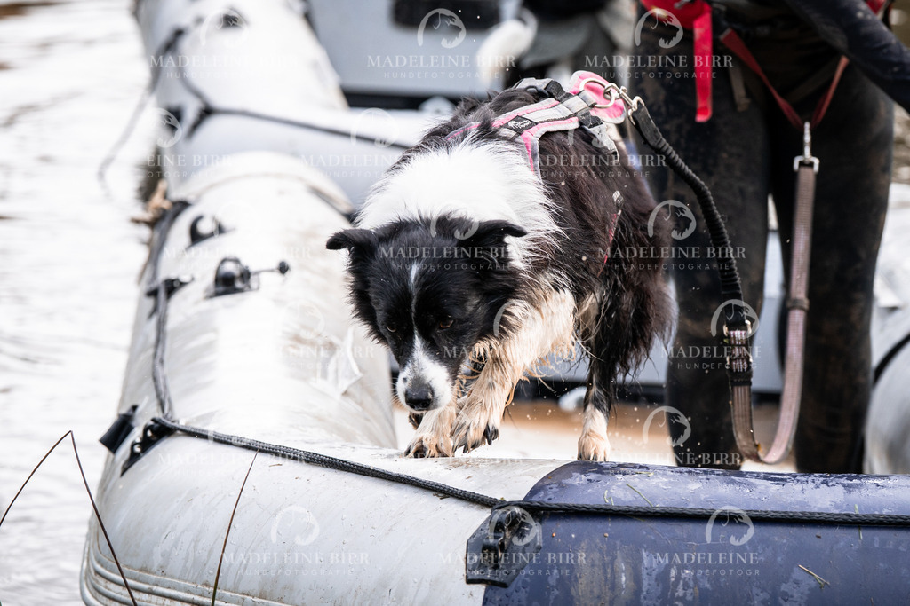 madeleinebirr-fotografie2025.campcanis.Startbis9Uhr-231 | hundefotografie-birr