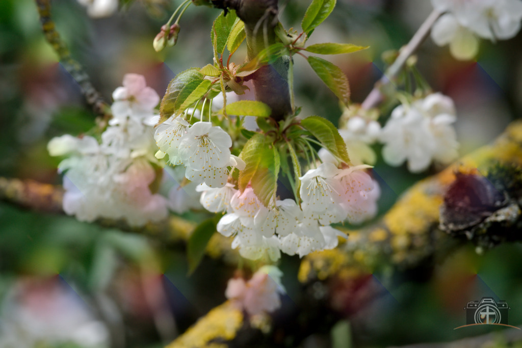 OB-Kirschblüte-0011 | Entdecken Sie eine vielfältige Auswahl individueller Fotos zum Kauf auf picturalux.de. Finden Sie hochwertige Bilder für Ihre Projekte, die Ihre Botschaft perfekt unterstreichen. Stöbern Sie jetzt und verleihen Sie Ihren Inhalten das gewisse Etwas! - Realisiert mit Pictrs.com