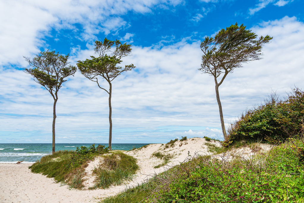 Der Weststrand mit Bäumen und Düne auf dem Fischland-Darß | Der Weststrand mit Bäumen und Düne auf dem Fischland-Darß.