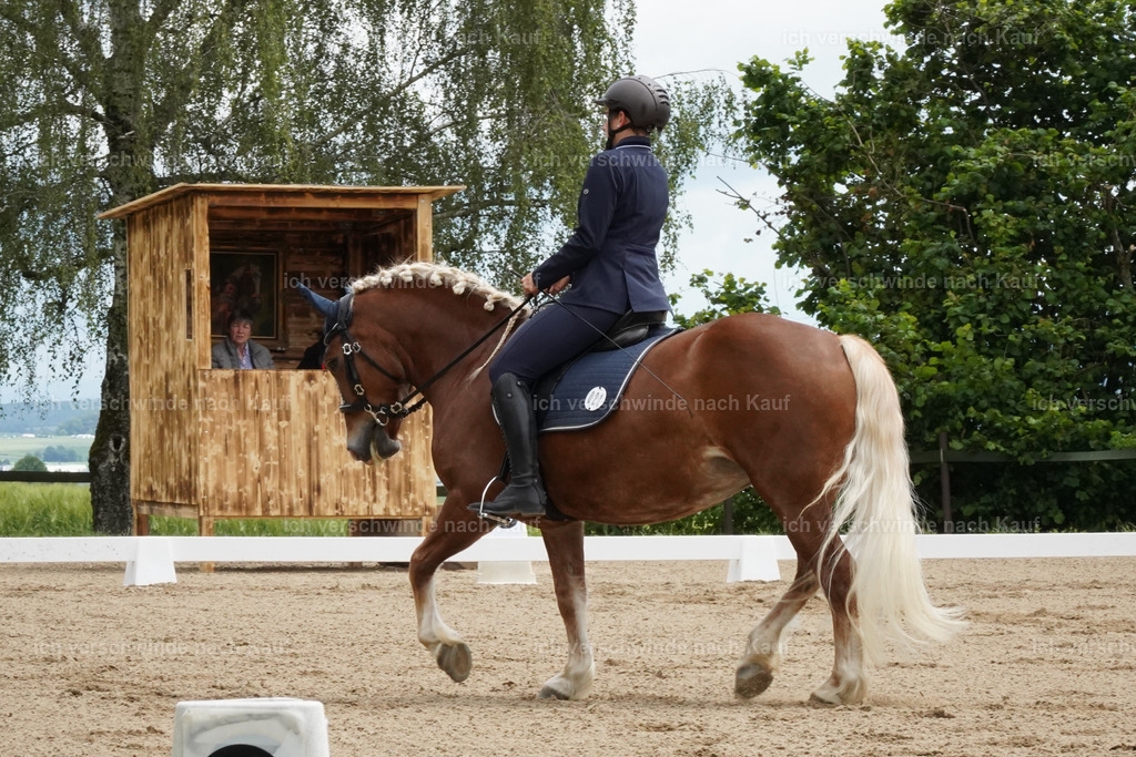 KlasseE_Lucie500 | working equitationturnier fotograf videograf stoibphotography marixx film working equitation deutschland reitsport turnierfotografie eventfotografie equestrian events