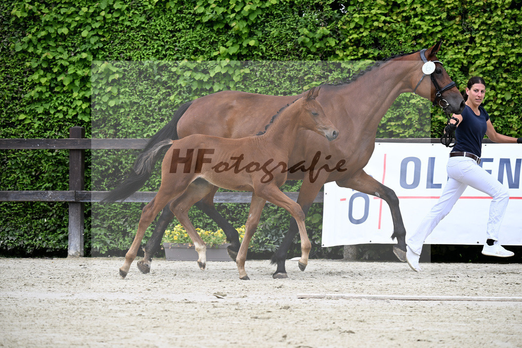Kat-Nr. 6 Kjento x Millennium_Hopf_25240306 | hf-fotografie - Realisiert mit Pictrs.com
