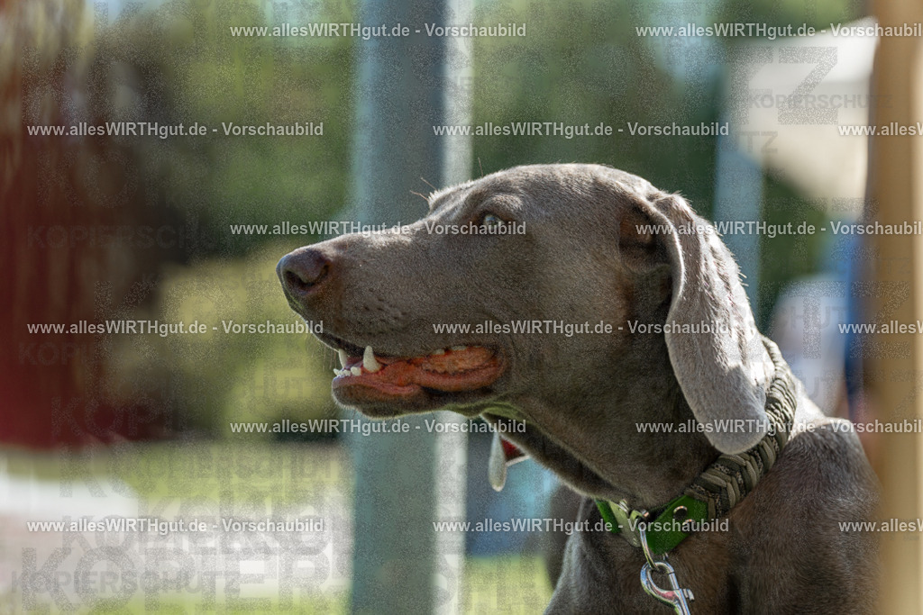 Hundeschwimmen_Volksbad_2026-allesWIRTHgut_Tierfotografie-2609061107-101737-7R509390 | Professionelle Tierfotografie in Mönchengladbach von Daniel Wirth (allesWIRTHgut). Liebevolle & natürliche Bilder von Hunden & Katzen für unvergessliche Erinnerungen.