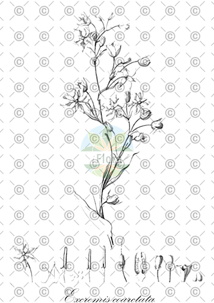 HistAbb_wfo-0000684376_1_ENZY_Simple | Historische Abbildung von Excremis coarctata - Asphodelaceae | Historical Illustration of Excremis coarctata - Asphodelaceae